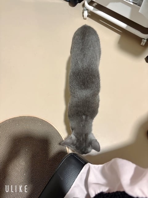あずさ
