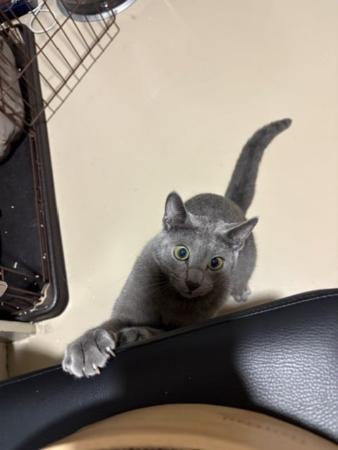 あずさ