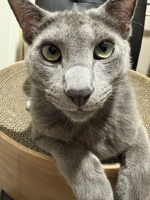 あずさ