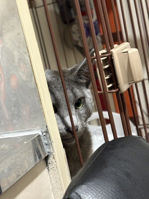 あずさ