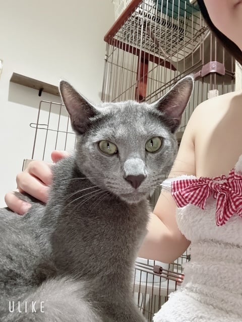 あずさ