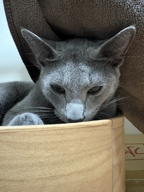 あずさ
