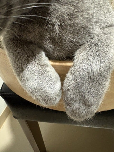 あずさ