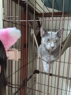 こむぎ